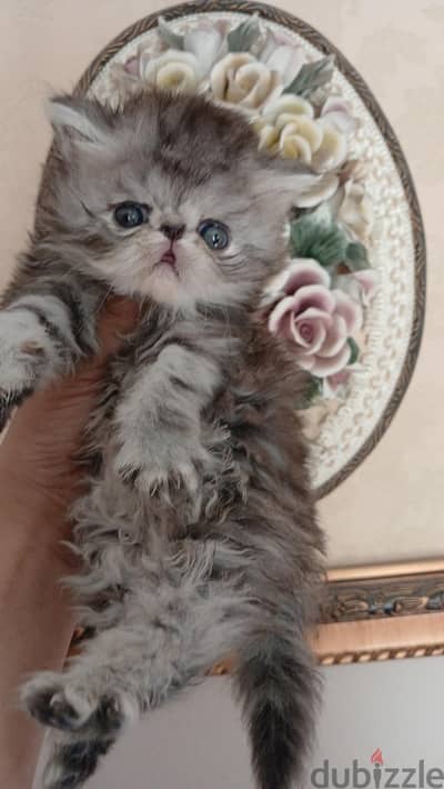قطه بيرشن زورار شنشيلا