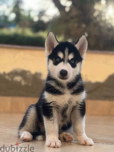 Husky