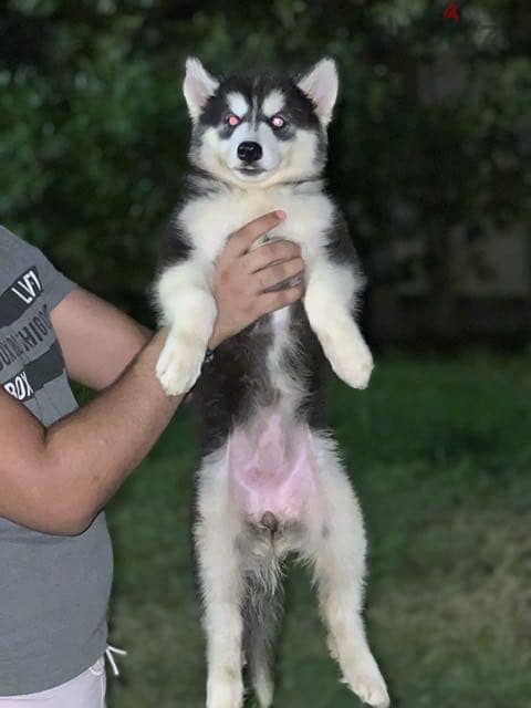Husky 1