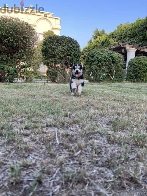 Husky 2
