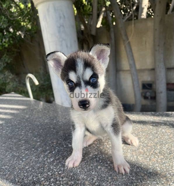 Husky 3