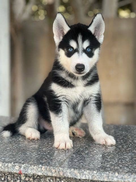 Husky 4