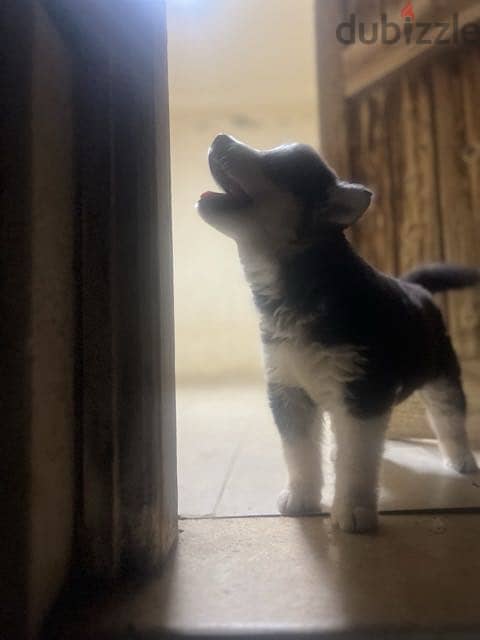 Husky 5