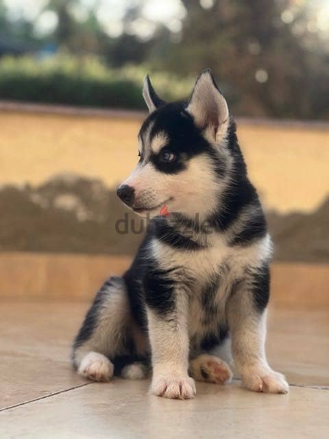 Husky 6