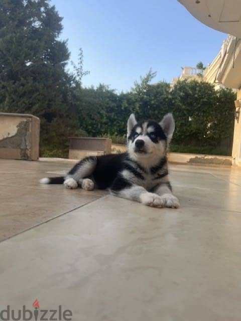 Husky 7