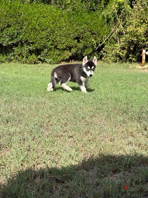 Husky 8