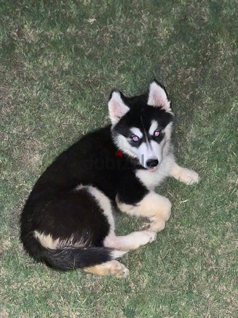 Husky 9
