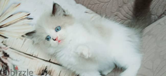kittens ragadoll bure 51 days used litter box