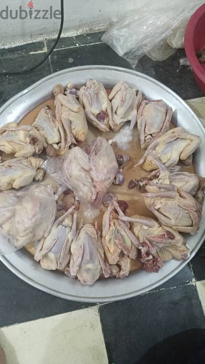 حمام لاحم زغاليل  اوازن 850 حتى 950 جرام