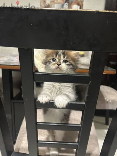 ٩ قطط شيرازى أصلى للبيع  Pure Persian kittens