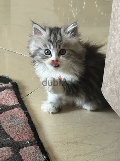 قط شيرازى أصلى للبيع Pure Persian kitten