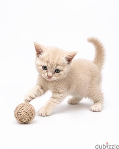male kittens scottish steaight