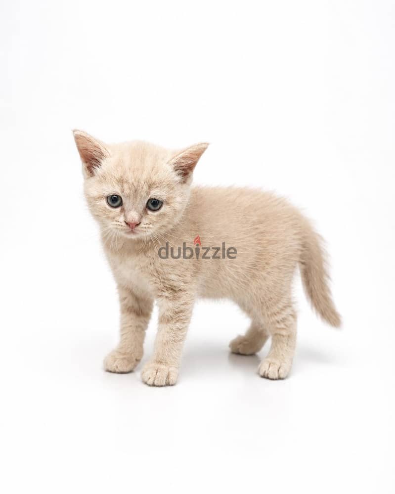 male kittens scottish steaight 3