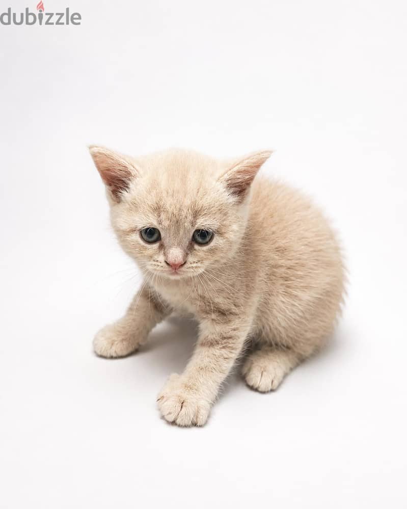 scottish male kittens 2