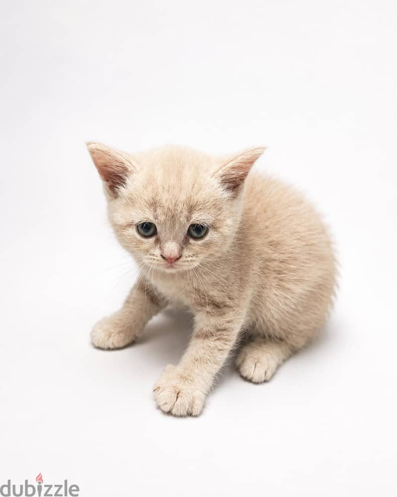 Scottish male cat NY12 shade-Impported parents 7