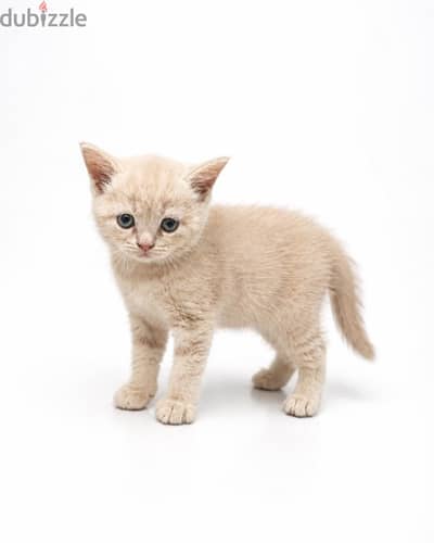 Scottish straight kittens