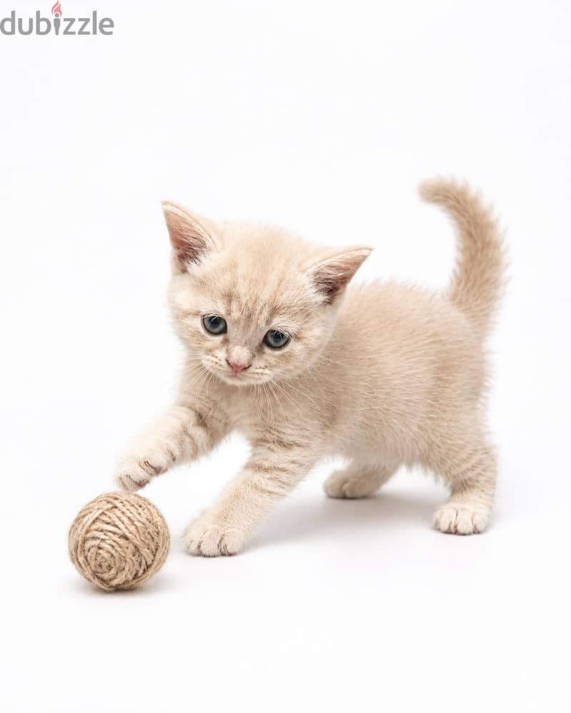 Scottish straight kittens 6