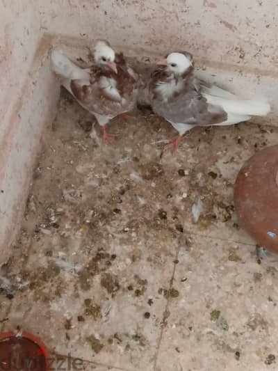 عش زغاليل حمام كلكان عمر شهر