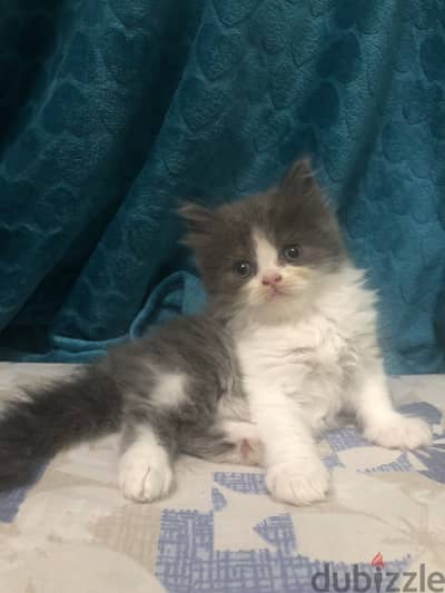 Persian female kitten- قطة انثى شيرازي