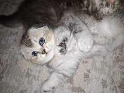 Female Scottish Fold انثى سكوتش فولد