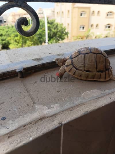 سلحفه
