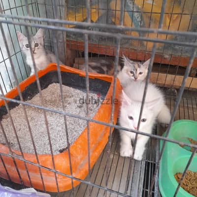 قطط ٥٥يوم شرازي