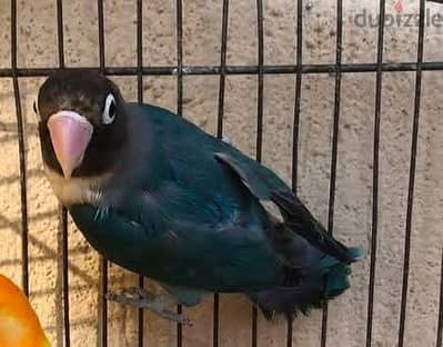 نتاية بيرسوناتا جاهزة وزايفة جدا