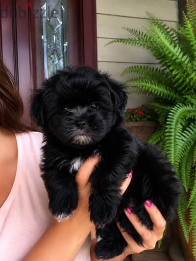 Toy Havanese Puppies