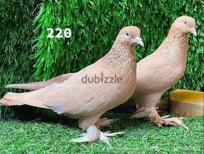 سدايب وعواصب للبيع