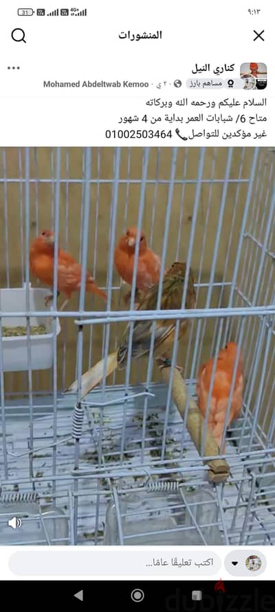 للبيع عصافير كناري