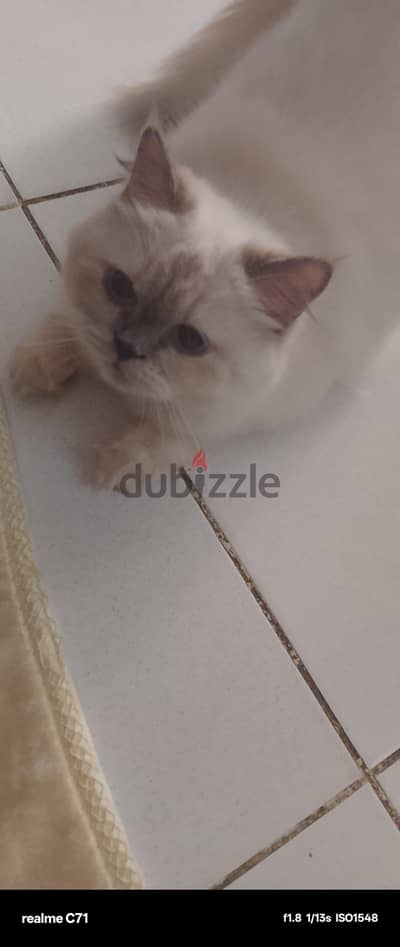 قطه  هيمالايا على هاف بيكي
