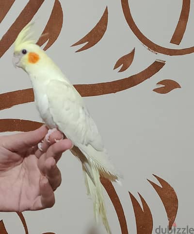 كوكتيل