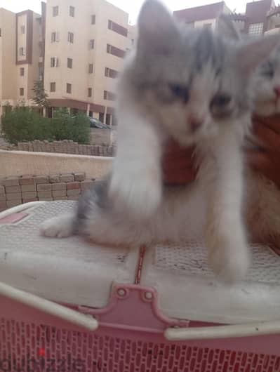 قطط للبيع