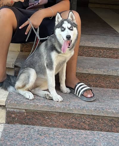 female husky 4 months