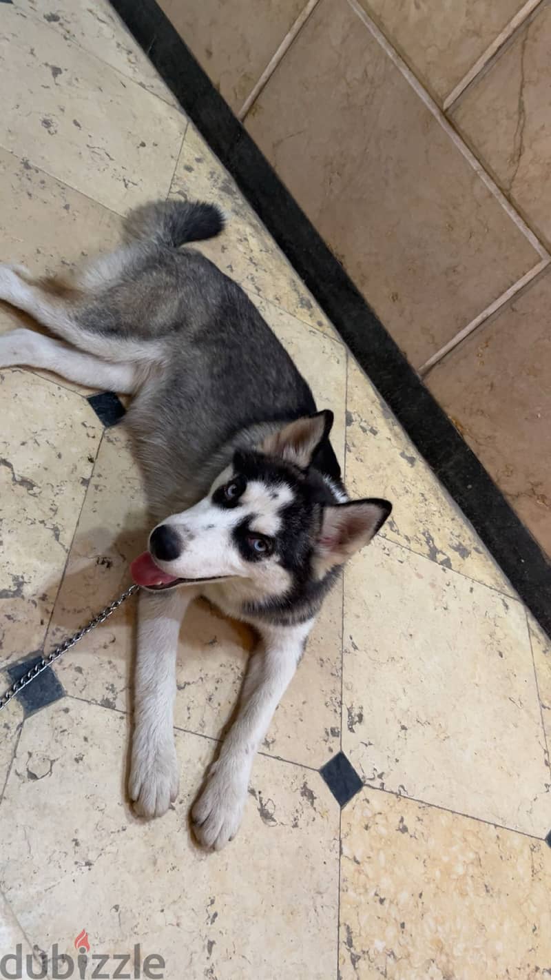female husky 4 months 1