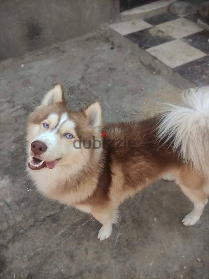 female husky 4 months 2