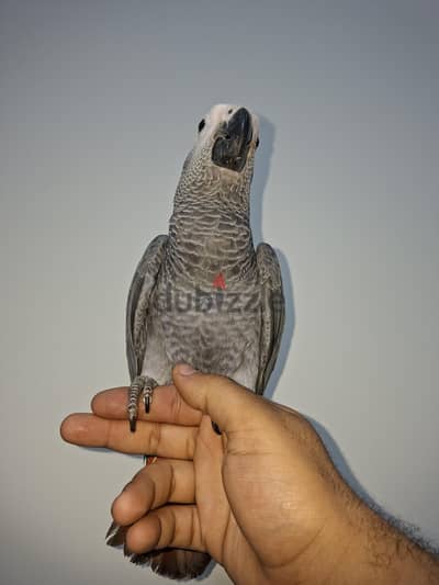 بغبغان زنجبارى