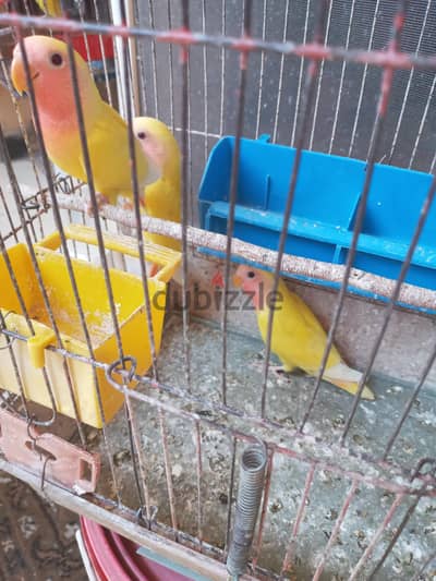 ٣ حتت روز لاتينى عين حمراء عمر ٣ شهور