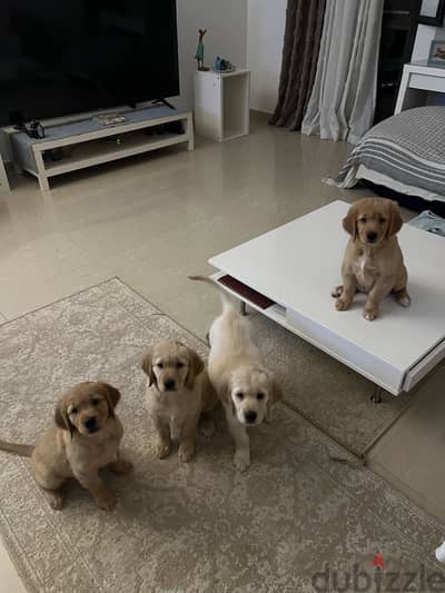 Pure Golden retriever
