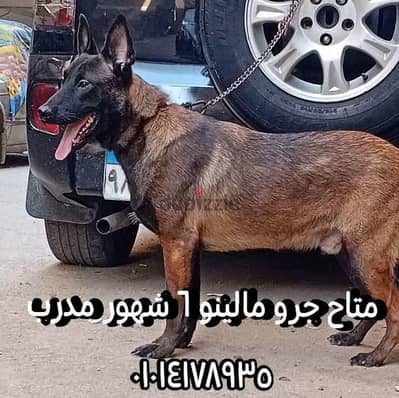 مالينو مدرب دكر