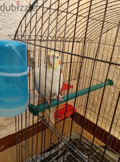 ذكر كوكتيل لاتيني  مدرب بيغني بكل حجاتو الحاله الصحيه ممتازه جدا