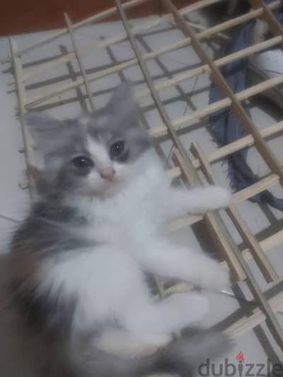 قطط شيرازي