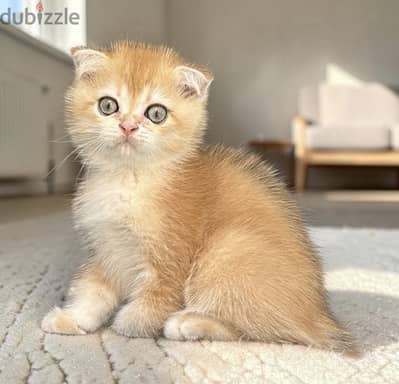 Scottish fold kitties
