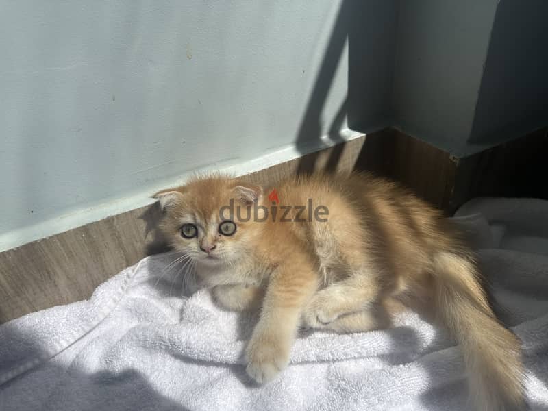 Scottish fold kitties 1