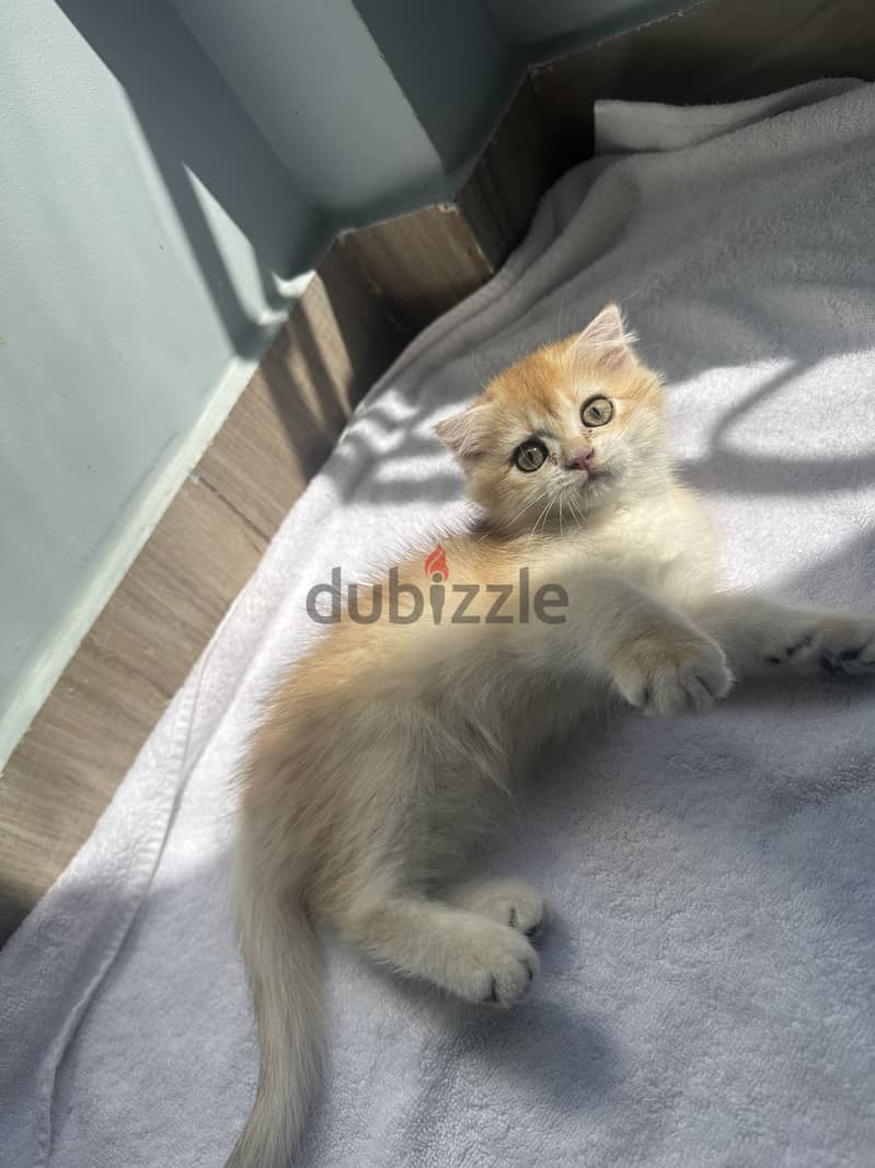 Scottish fold kitties 2
