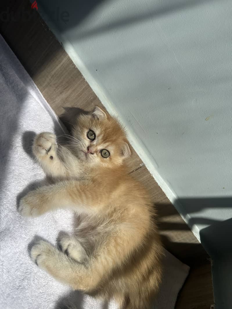 Scottish fold kitties 3