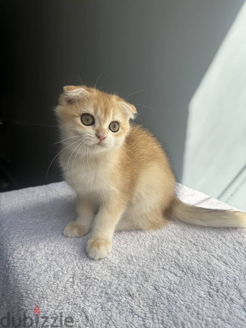 Scottish fold kitties 4