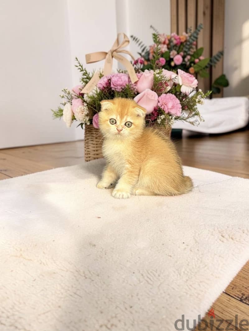 Scottish fold kitties 5