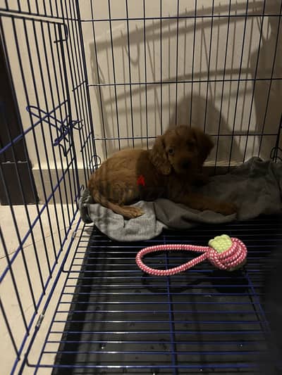 cocker spaniel  toy poodle mix