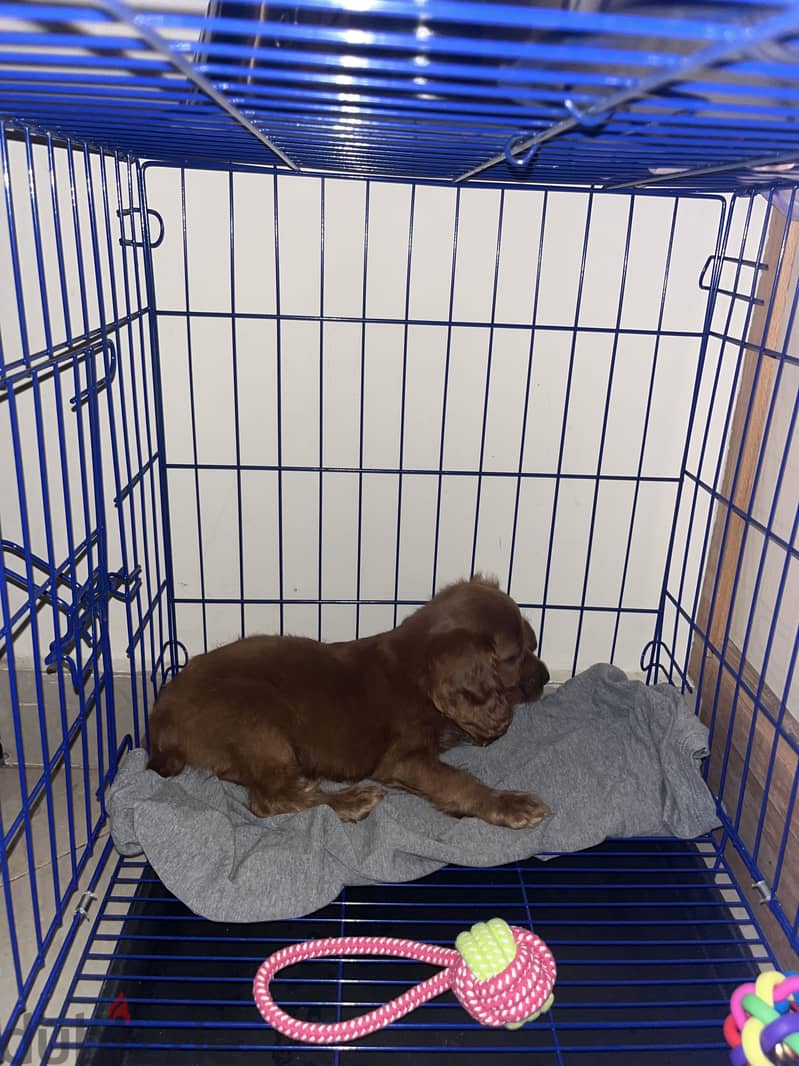 cocker spaniel  toy poodle mix 1